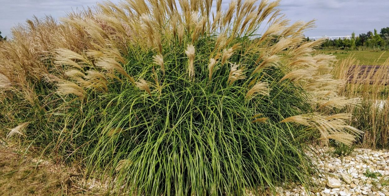 Dlaczego Twój ogród potrzebuje traw ozdobnych