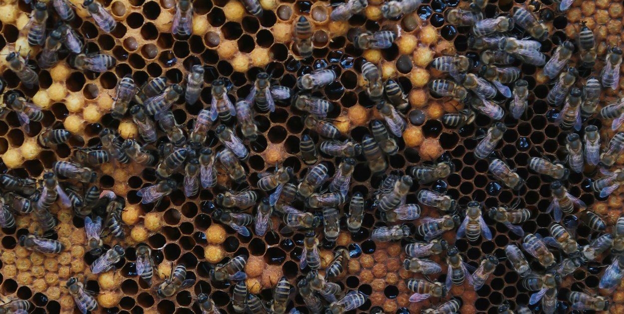 Czopki propolisowe z rokitnikiem - dlaczego warto stosować?