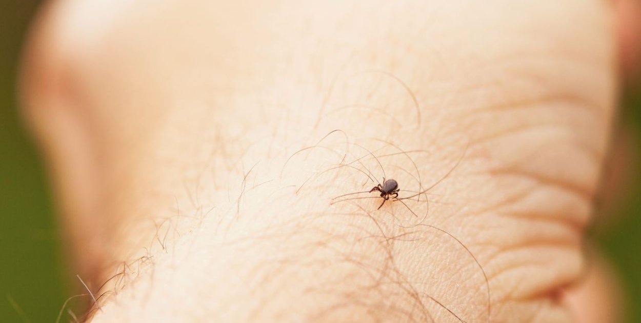 Kleszcze, które biegną do człowieka? Nie wiadomo czy zadomowiły się na stałe