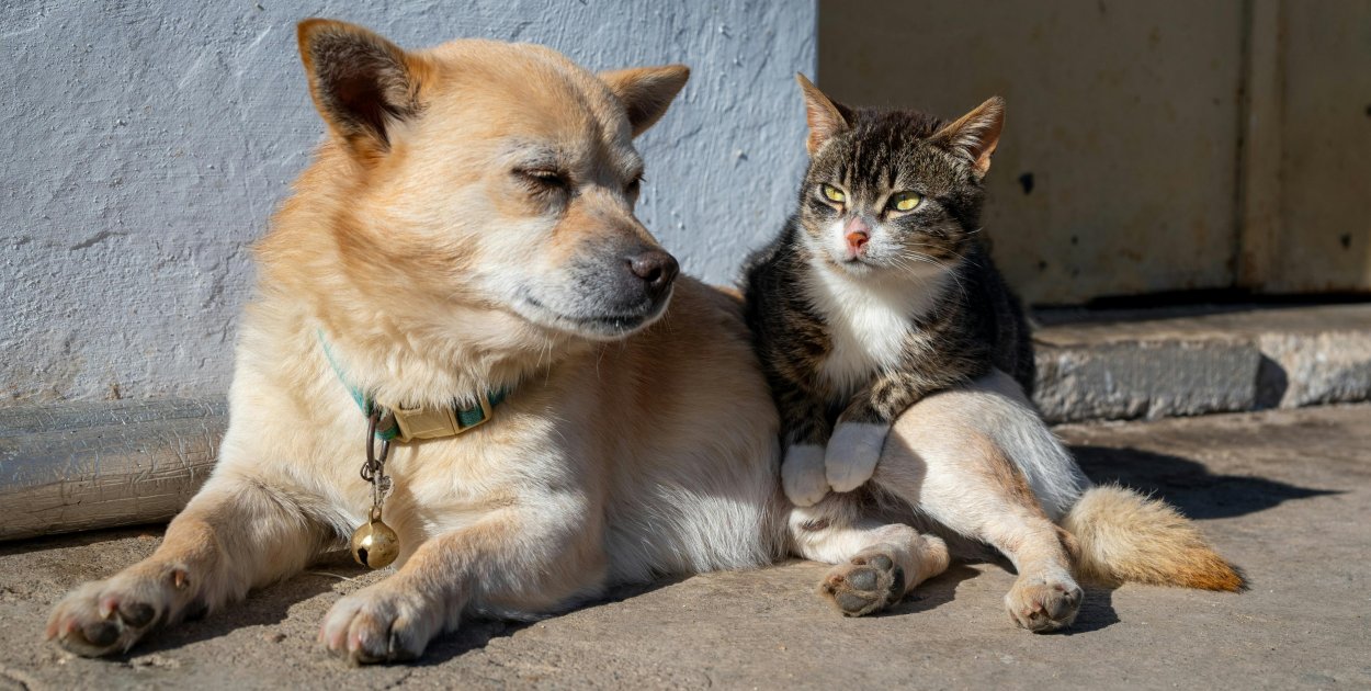 Somonino chce przeciwdziałać bezdomności zwierząt. Wkrótce akcja czipowania