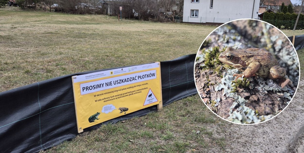 W Mirachowie stoją specjalne płotki. Mają ograniczyć śmiertelność płazów