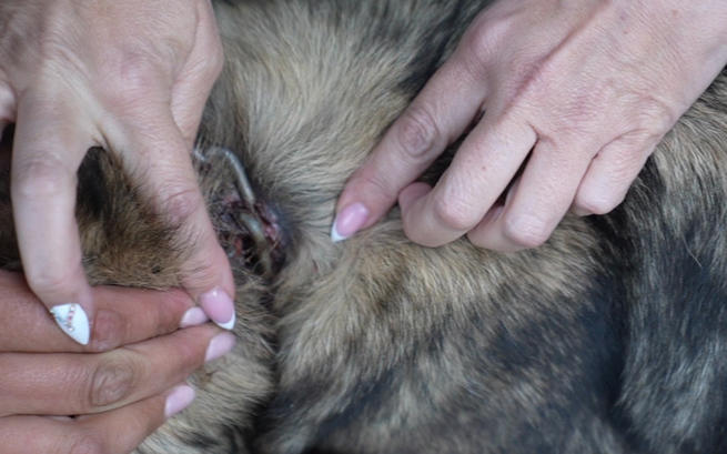 fot. https://www.ratujemyzwierzaki.pl/ fot. https://www.ratujemyzwierzaki.pl/