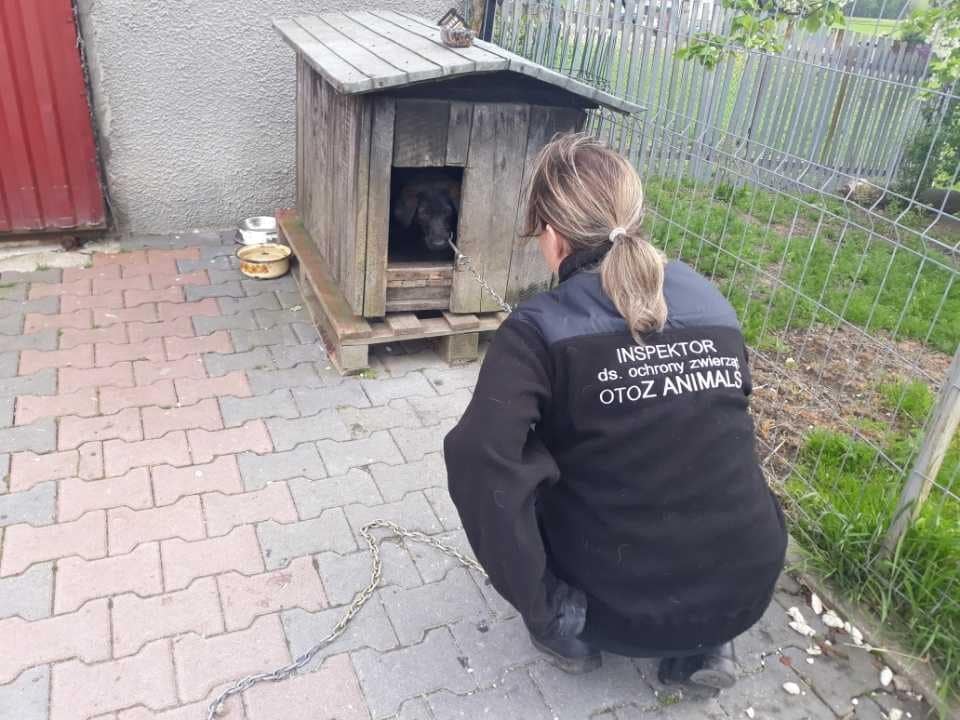 fot. OTOZ Animals