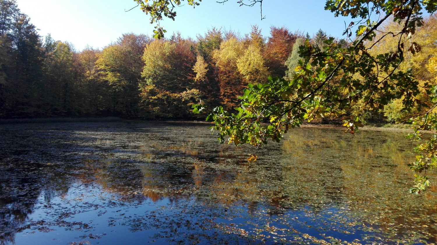 Barwy jesieni nad stawem w Leśnictwie Bilowo. fot. M. Dz.
