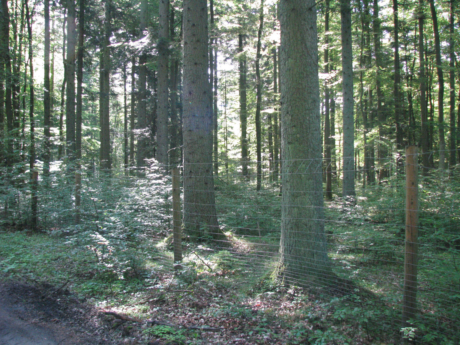 Drzewostan, w którym rośnie jodła, musi być grodzony, by uzyskać odnowienie naturalne. Bez tego młode siewki zostaną zjedzone przez zwierzynę. fot. Nadleśnictwo Kartuzy