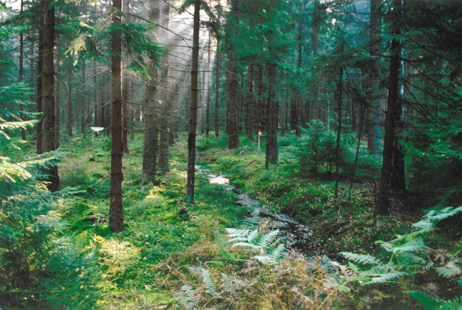 fot. archiwum Nadleśnictwa Kartuzy